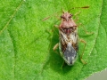 Rhopalus_parumpunctatus.jpg