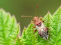 Rhopalus subrufus