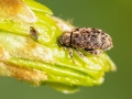 Rhynchaenus_pilosus.jpg