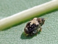 Rhynchaenus signifer