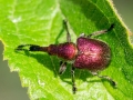 Rhynchites_auratus_Weibchen.jpg