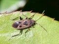 Rhyparochromus_pini.jpg