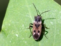 Rhyparochromus_vulgaris.jpg