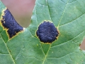 Rhytisma acerinum