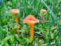 Rickenella fibula