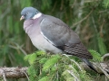 Ringeltaube