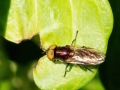 Riponnensia_splendens.jpg