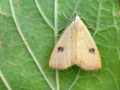 Rivula_sericealis.jpg