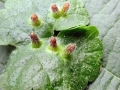 Rondaniola_bursaria_.jpg