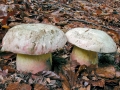 Rubroboletus_satanas_forma_satanas.jpg