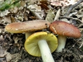 Russula aurea