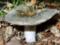 Russula cyanoxantha