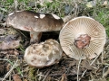 Russula_nigricans.jpg