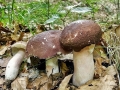 Russula_olivacea.jpg
