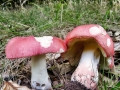 Russula_rosea.jpg