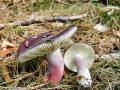 Russula_sardonia.jpg