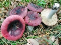 Russula_turci.jpg