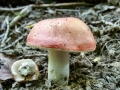 Russula_vesca.jpg