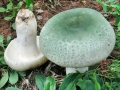Russula_virescens.jpg