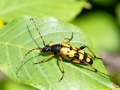 Rutpela maculata