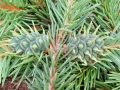 Sacchiphantes_abietis.jpg