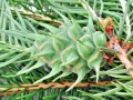 Sacchiphantes_viridis.jpg