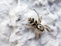 Salticus_scenicus.jpg