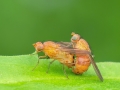 Sapromyza_spec.jpg