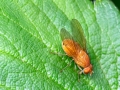 Sapromyzosoma quadricincta