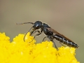 Sapygina_decemguttata_Maennchen.jpg