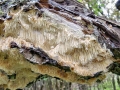 Sarcodontia crocea