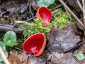 Sarcoscypha austriaca