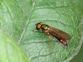 Sargus bipunctatus
