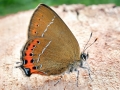 Satyrium_pruni.jpg