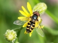 Scaeva selenitica