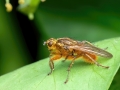 Scathophaga_stercoraria.jpg