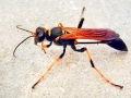 Sceliphron_caementarium.jpg