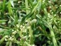 Schizomyia_galiorum.jpg