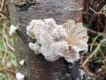Schizophyllum_commune.jpg