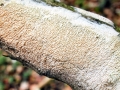 Schizopora_paradoxa.jpg