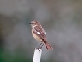 Schwarzkehlchen