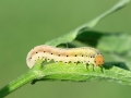 Sciapteryx costalis