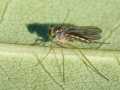 Sciapus_platypterus_Weibchen.jpg