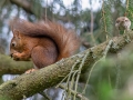 Sciurus vulgaris
