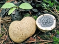 Scleroderma citrinum