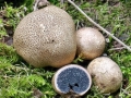 Scleroderma_verrucosum.jpg