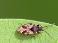 Scolopostethus_decoratus.jpg