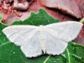 Scopula_floslactata.jpg