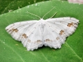 Scopula_ornata.jpg