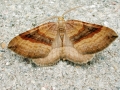 Scotopteryx_chenopodiata_Maennchen.jpg
